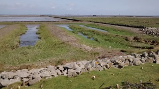 Eiderstedt_Norden_11